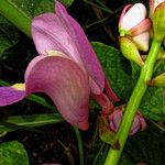 Eulophia bouliawongo Blüte