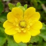 Potentilla flabellifolia Flor