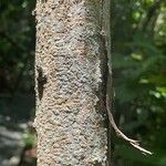 Acacia auriculiformis Bark