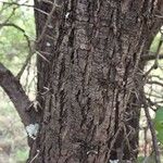 Vachellia robusta Ŝelo