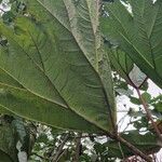 Gunnera insignis Leaf