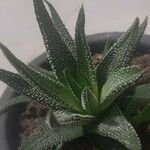 Haworthia attenuata পাতা