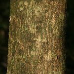 Spirotropis longifolia Corteza