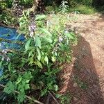 Impatiens balsamina Habit