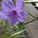 Ruellia simplex Çiçek