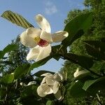 Magnolia sieboldii Flor