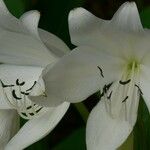 Crinum jagus फूल