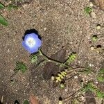 Phacelia campanularia Flor