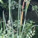 Typha angustifolia 整株植物