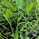 Pontederia cordata Blatt