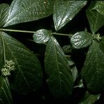 Cordia nodosa Blatt