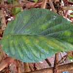 Beaumontia grandiflora Leaf