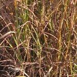 Themeda triandra Likasa