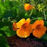 Tropaeolum majus Folha