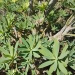 Euphorbia balsamifera Feuille