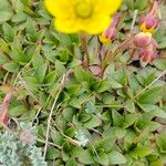 Saxifraga hirculus Leaf