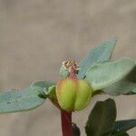 Euphorbia peplis Fruit