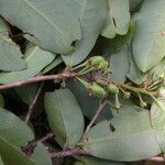 Erythroxylum macrophyllum Plod