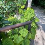 Dioscorea sansibarensis Celota