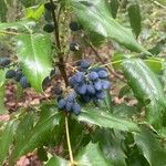 Berberis aquifoliumFruitua