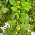 Duranta erecta Likasa