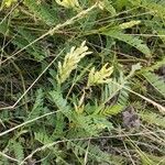 Astragalus cicer 形態