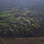 Eragrostis mexicana অন্যান্য