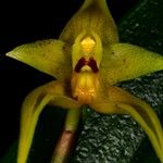 Bulbophyllum pachyanthum Flower
