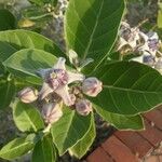 Calotropis gigantea Hoja