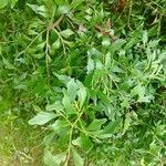 Phyllocladus aspleniifolius Hoja