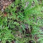 Schinus molle 葉