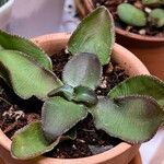 Crassula sarmentosa Leaf