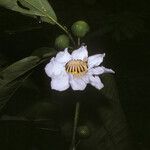 Bellucia grossularioides Flor