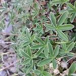 Potentilla alchimilloides Leaf