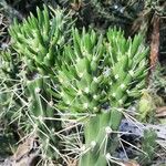 Opuntia tomentosa Blatt