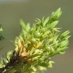 Lysimachia linum-stellatum Vaisius