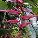 Heliconia collinsiana Fleur