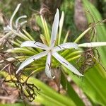 Crinum asiaticumFloro