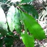 Elvasia elvasioides Leaf