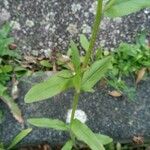 Erigeron annuus Лист