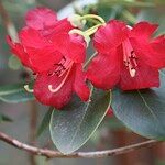 Rhododendron thomsonii Flor