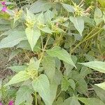 Mirabilis jalapaLeht