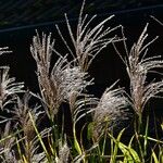 Miscanthus sinensis Libunga