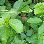 Nauclea latifolia Frukto