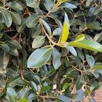 Ficus rubiginosa Blatt