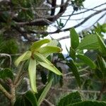 Trochetia granulata Fruto