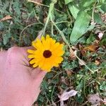 Calendula stellataFlors