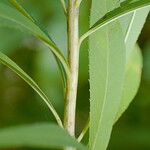 Vernonia arkansana Bark