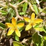 Mentzelia parvifolia Λουλούδι