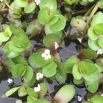 Bacopa repens Feuille